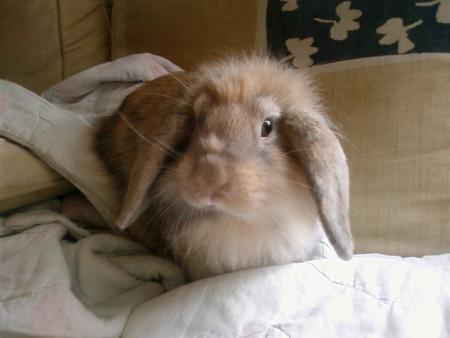 Minidou